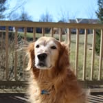 Hazel Hansen - @hazeldogco - Instagram