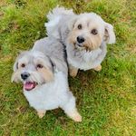 Harley & Hazel - @harley.and.hazel.lazaric - Instagram