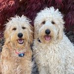 Harley & Hazel - @harley_hazel_2 - Instagram