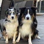 Harley & Hazel - @talesofharleyandhazel - Instagram