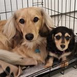 Harley & Hazel 🐾🐾 - @harleyandhazel_thedashies - Instagram