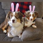 Harley + Hazel Headquarters 🐣 - @aussiesharleyandhazel - Instagram