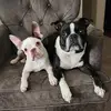 Harley and Hazel - @harleynhazel - TikTok