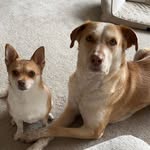 Hazel & Harley - @hazel__harley - Instagram