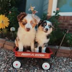 HAZEL 🐶 HARLEY - @hazelxoharley - Instagram
