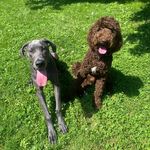 Hazel & Harley - @hazeldoodleharleydane - Instagram
