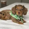 Hazel & Harley the Dachshunds - @hazel.and.harley.doxie - TikTok