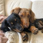 Hazel & Harley the Mini Doxies - @hazel.n.harley.doxie - Instagram