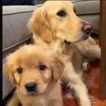 Hazel & Harley Van’t Hul - @hazel_n_harley - Instagram