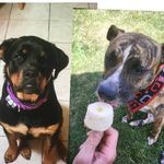 Hazel and Harley - @hazelxharley - Instagram