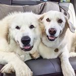 HAZEL AND HARLEY - @harleyandhaze - Instagram