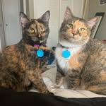 Hazel and Harley - @hazel_and_harley_the_katties - Instagram