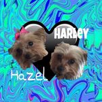 Hazel And Harley🐶🐶 - @hazel_harley_dog - Instagram