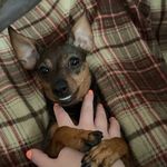 Hazel and Harley - @hazeyandharley - Instagram
