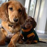 Hazel&Harley - @hazel_and_harley_ - Instagram