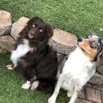 Hazel❤️Harley❤️Aubrey - @mini_aussies_squared - Instagram