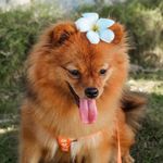 hazelnut - @hazel.harley.anabul - Instagram