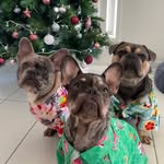 Hudson, Hazel, Harley & Dream - @hudsonhazelharleyanddream - Instagram