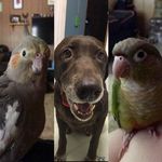 Twiggy, Hazel & Harley - @the.furry.feathers - Instagram