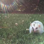 🌸Hazel Blossom Harrod🌸 - @the.hedgehog.hazel - Instagram