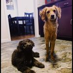 Hazel Hendrix & Havok Maximus - @hazelandhavok - Instagram