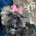 Hazel Herrington - @shihtzu_hazelherrington - Instagram