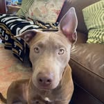 Hazel Lou Howell - @hazellouwho - Instagram