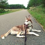 Hazel Hubbard - @huskyhazel1218 - Instagram