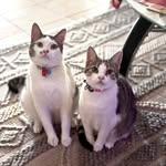 hazel & the huggins kittens - @hugs.n.kittens - Instagram