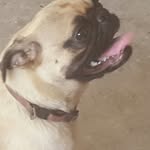 hazel grace ibarra - @_hazel_the_pug_ - Instagram