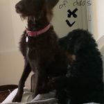 Hazel and Israel - @hazel_and_israel_doodle - Instagram