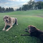 Hazel & Jasper - @hazeyjlabs - Instagram