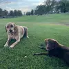 Hazel & Jasper - @hazeyjlabs - TikTok
