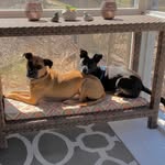 Hazel & Jasper - @hazelandjasper - Instagram