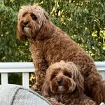 Hazel & Jasper 🐾 - @hazelandjasper.cavapoos_ - Instagram