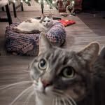 Hazel and Jasper - @hazel_and_jasper - Instagram