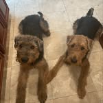 Hazel Cinnamon & Jasper Otis - @hazyandoats - Instagram