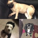 Hazel Jasper Daisy - @doggy.spamm - Instagram