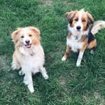 Hazel&jasper - @adventuresofhazelandjasper - Instagram