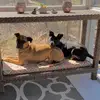 Hazel&Jasper Rescue dogs - @hazelandjasper - TikTok