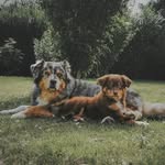 Jasper & Hazel - @jasperhazelpawprints - Instagram