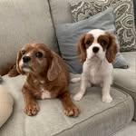 Jasper and Hazel - @jasper.and.hazel - Instagram