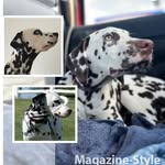 Jasper&Arthur Dalmatian - @hazeljasper_bluearthur_jackey - Instagram