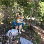 Hazel Jennings - @hazel.hiking.corgi - Instagram