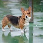 Hazel Justice - @hazel_thecorgi - Instagram