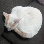 Hazel the cat - @hazel_katze - Instagram