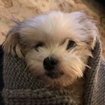 Hazel-Jane - @hazeljaneandgranvilleknox - Instagram
