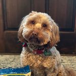 Hazel Knox - @hazel818_puppy - Instagram