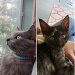 😸Knox & Hazel😻 - @fluffynutter_knoxnhazel - Instagram