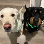Knox TaterTot and Hazel Hashbrown - @knox_n_hazel - Instagram